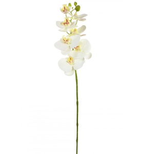 Single 7head Phal Stem White