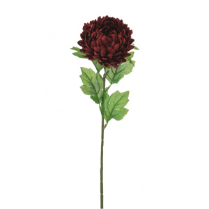 Single Chrysanthemum Deep Red