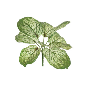 Brunnera Leaf Variegated