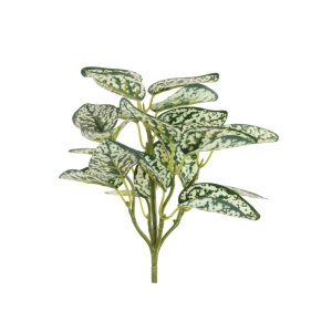 Hypoestes Phyllostachya Variegated