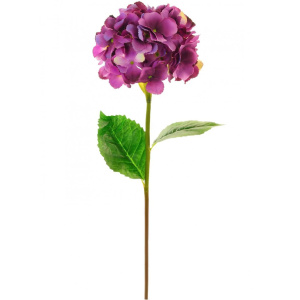 Large Mophead Hydrangea - Aubergine