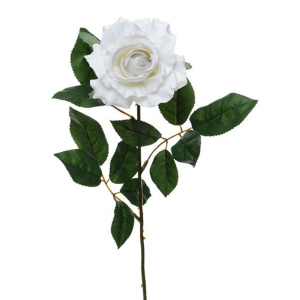 Premium Rose Medium White