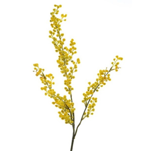 Mimosa Small Yellow