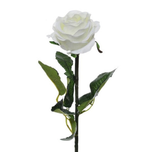 Prize Rose Med White