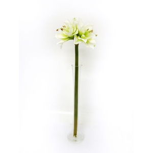 Amaryllis Cream