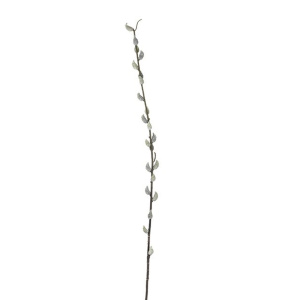 Pussy Willow Stem 80cm