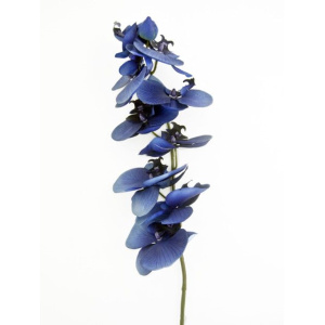 Blue Mood Dark Orchid