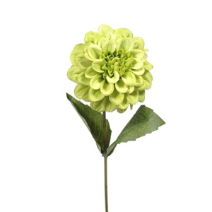 Zinnia Green 46cm