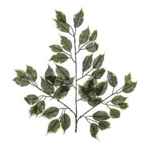 Basic Ficus Branch Vrgtd 50cm