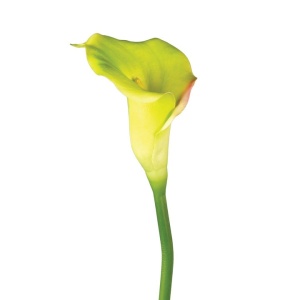 Fresh Touch Pu Calla Lily 68cm