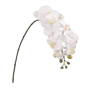 Phalaenopsis - 86cm