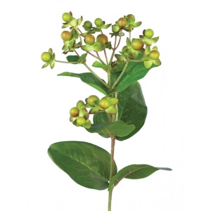 Hypericum X 23fl & 11lvs-72cm