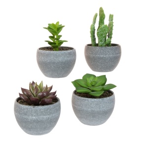Potted Mini Succulent Assorted