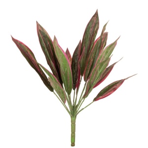 Cordyline X18l 43cm