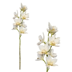 Cymbidium Orchid Stem, Cream