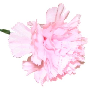 Pink Per Dozen Carnation