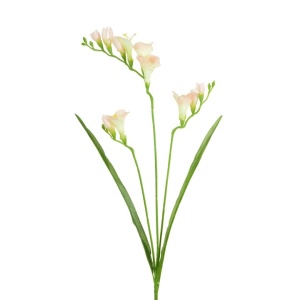 Freesia 5f 6b Pink -65cm