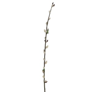 Pussy Willow -100cm