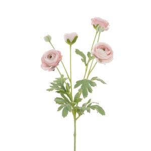 Ranunculus Spray X 4 67cm