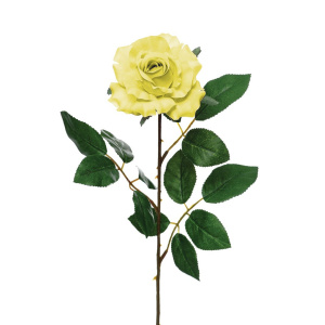 Premium Rose Medium Soft Yellow