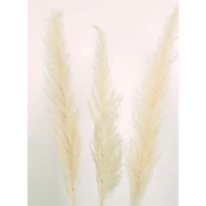 Tall Pampas Bunch Cream