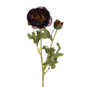 Ranunculus Damson