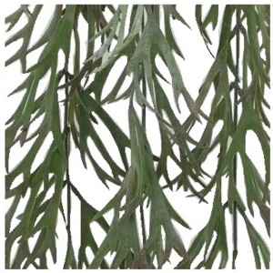 82cm Hanging Stag Horn Trail