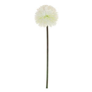 Allium Pom Stem Ivory