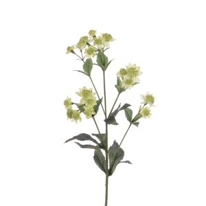 Eco Astrantia Spray - 77cm, Green