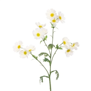 Eco Wild Cosmos Spray 77cm, Cream