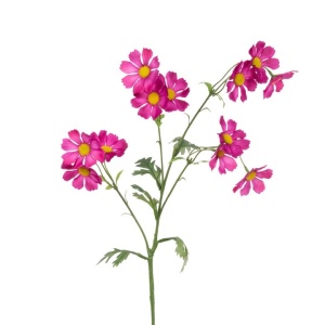 Eco Wild Cosmos Spray 77cm