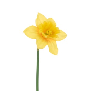 Daffodil Stem 57cm