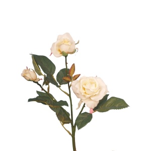 Shortie Rose X 3 Cream-38cm