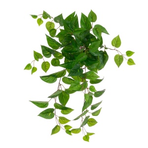Eco Pothos Hanging Bush Uv