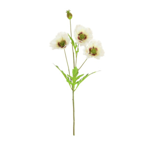Grand Oriental Poppy White