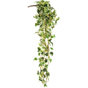 Hanging Ivy Bush Variegated