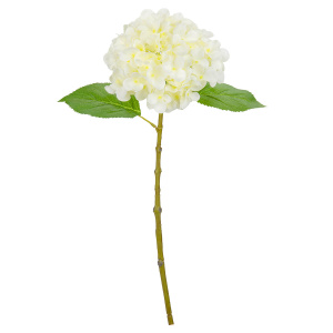 Eleganza Small Head Hydrangea White
