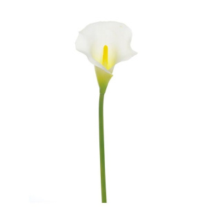 Calla Lily Cream Medium