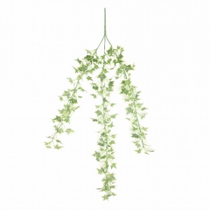 Variegated Mini Ivy Trail