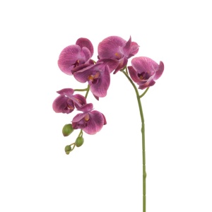 Phalaenopsis Spray