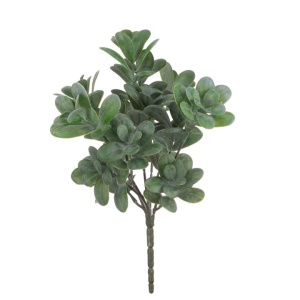 Uv Giant Boxwood Bush - Uv Protected